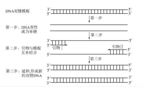 pcr双链模板