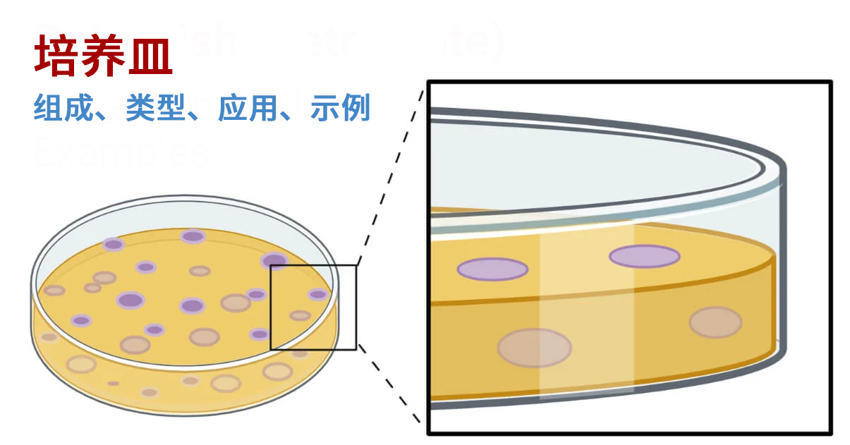 培养皿：定义、部件、类型、用途、4 个示例