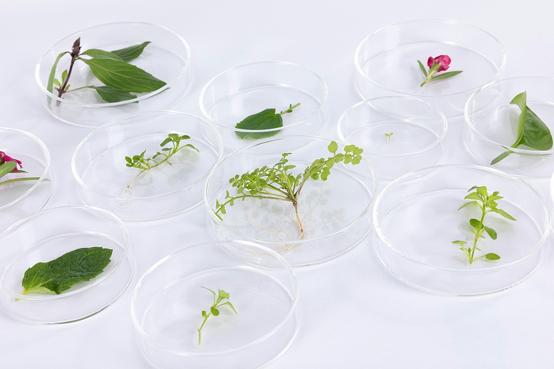 摄图网_501730009_培养皿中放置着植物样品（企业商用）