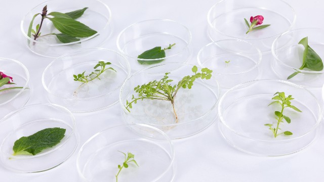 培养皿应用场景