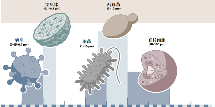 常见细胞污染的类型